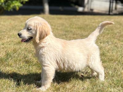 🐶 Golden Retriever puppies🐶