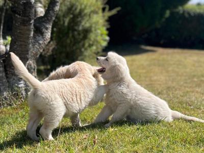 🐶 Golden Retriever puppies🐶