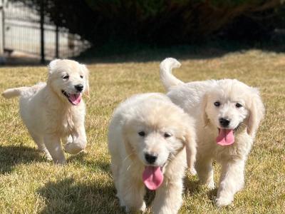 🐶 Golden Retriever puppies🐶