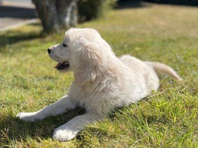 🐶 Golden Retriever puppies🐶