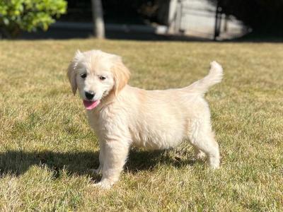 🐶 Golden Retriever puppies🐶