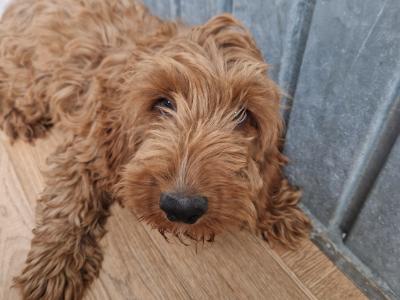 19 Week old Cockapoo male