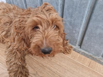19 Week old Cockapoo male