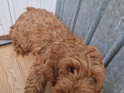 19 Week old Cockapoo male