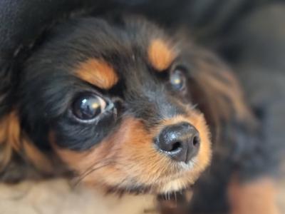 Affectionate & Quiet Cavalier King Charles puppies in Mayo. Female Sold