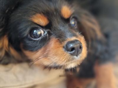 Affectionate & Quiet Stunning King Charles puppies Mayo. F Sold