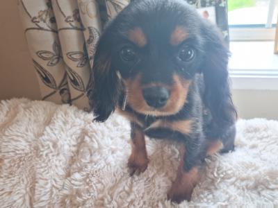 Affectionate & Quiet Cavalier King Charles puppies in Mayo. Female Sold