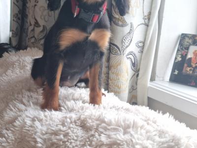 Affectionate & Quiet Cavalier King Charles puppies in Mayo. Female Sold