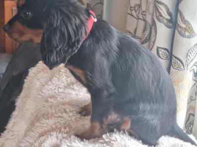 Affectionate & Quiet Cavalier King Charles puppies in Mayo. Female Sold