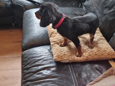 Affectionate & Quiet Cavalier King Charles puppies in Mayo. Female Sold