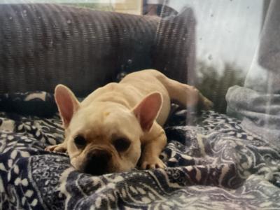 Beautiful French Bull Dog