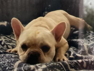 Beautiful male French Bulldog puppy 10 months old in Kilkenny