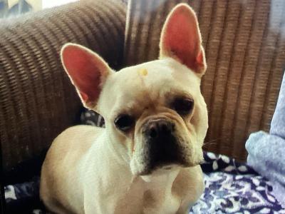 Beautiful male French Bulldog puppy 10 months old in Kilkenny