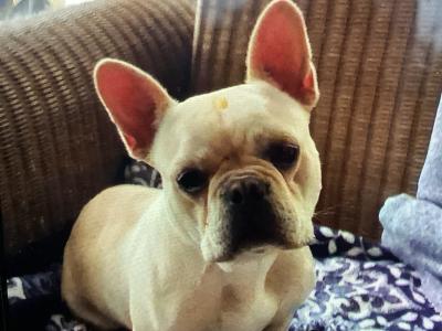 Beautiful French Bull Dog