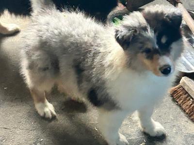 IKC Registered Rough Collie puppies in Limerick