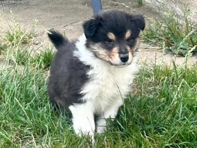 IKC Registered Rough Collie puppies in Limerick