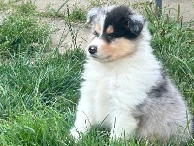 IKC Registered Rough Collie puppies in Limerick