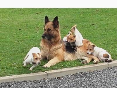 Traditional Straight Back German Shepherd Pups