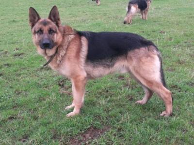 Traditional Straight Back German Shepherd Pups