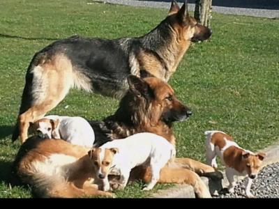 Traditional Straight Back German Shepherd Pups