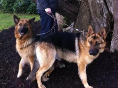 Traditional Straight Back German Shepherd Pups
