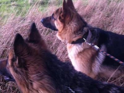 Traditional Straight Back German Shepherd Pups