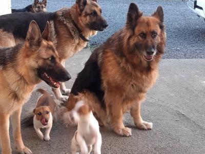 Traditional Straight Back German Shepherd Pups