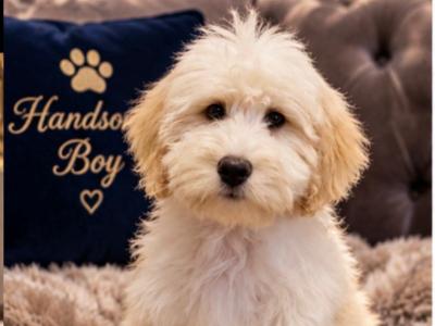 Bear is an adorable male Aussiedoodle puppy in Limerick