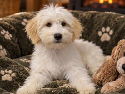 Bear is an adorable male Aussiedoodle puppy in Limerick