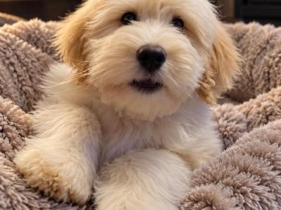 Bear is an adorable male Aussiedoodle puppy in Limerick