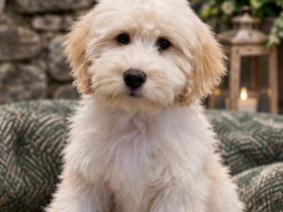 Bear is an adorable male Aussiedoodle puppy in Limerick