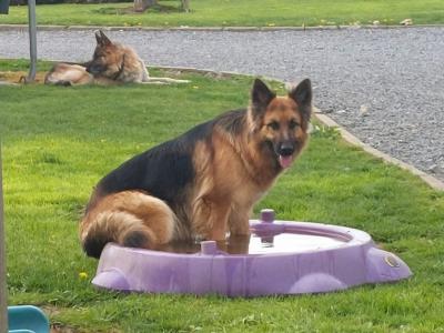 Traditional Straight Back German Shepherd Pups