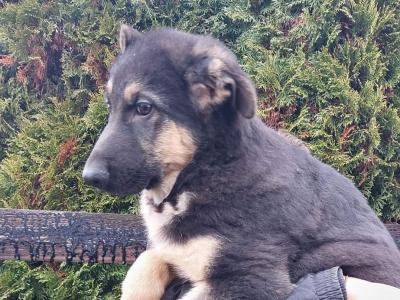 IKC Registered Traditional Straight Back German Shepherd puppies in Kildare
