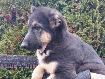 IKC Registered Traditional Straight Back German Shepherd puppies in Kildare