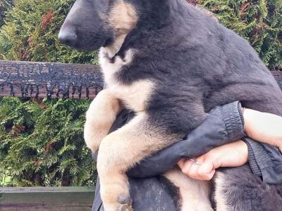 Traditional Straight Back German Shepherd Pups