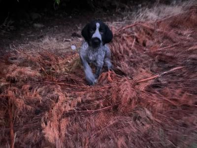 IKC Registered female German Wirehaired Pointer puppy in Offaly