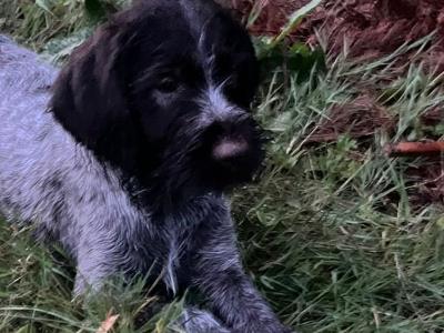 IKC Registered female German Wirehaired Pointer puppy in Offaly