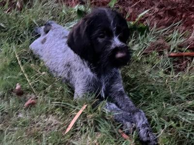 IKC Registered female German Wirehaired Pointer puppy in Offaly