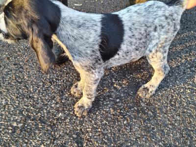 IKC Registered female German Wirehaired Pointer puppy in Offaly