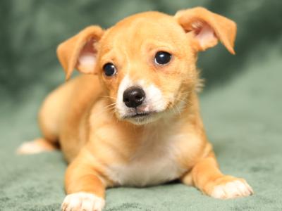 Only the male Chihuahua x Biewer Yorkshire Terrier puppy in the main picture still available. 😊