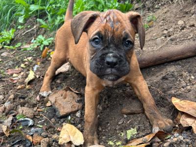 🐾❤️ ️ Beautiful IKC Registered (pending) Boxer puppies in Offaly looking for their Forever homes ❤️🐾