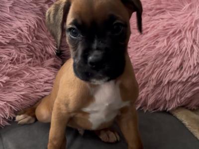 🐾❤️ ️ Beautiful IKC Registered (pending) Boxer puppies in Offaly looking for their Forever homes ❤️🐾
