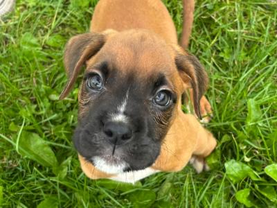🐾❤️ ️ Beautiful IKC Registered (pending) Boxer puppies in Offaly looking for their Forever homes ❤️🐾