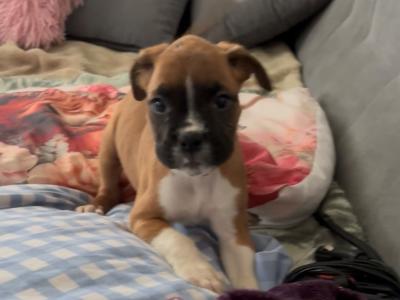 🐾❤️ ️ Beautiful IKC Registered (pending) Boxer puppies in Offaly looking for their Forever homes ❤️🐾