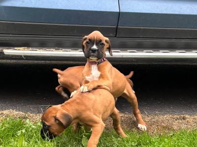 🐾❤️ ️ Beautiful IKC Registered (pending) Boxer puppies in Offaly looking for their Forever homes ❤️🐾