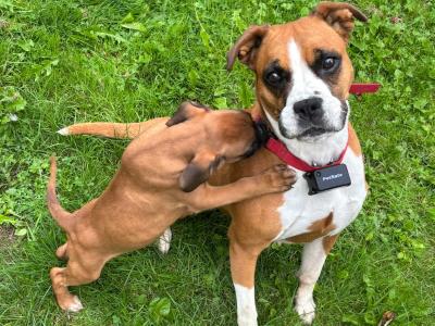 🐾❤️ ️ Beautiful IKC Registered (pending) Boxer puppies in Offaly looking for their Forever homes ❤️🐾