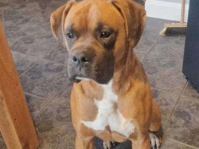🐾❤️ ️ Beautiful IKC Registered (pending) Boxer puppies in Offaly looking for their Forever homes ❤️🐾