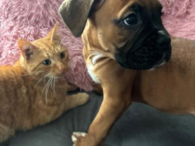 🐾❤️ ️ Beautiful IKC Registered (pending) Boxer puppies in Offaly looking for their Forever homes ❤️🐾