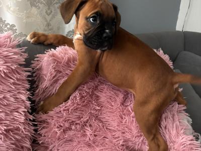 🐾❤️ ️ Beautiful IKC Registered (pending) Boxer puppies in Offaly looking for their Forever homes ❤️🐾