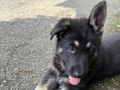 Beautiful Straight Back German Shepherd puppies in Wexford